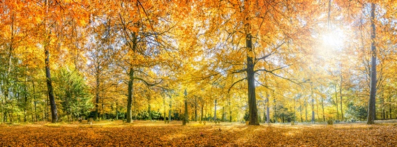 Bild Herbstwanderung