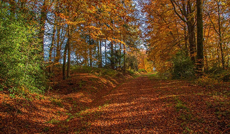 Bild Herbstwanderung