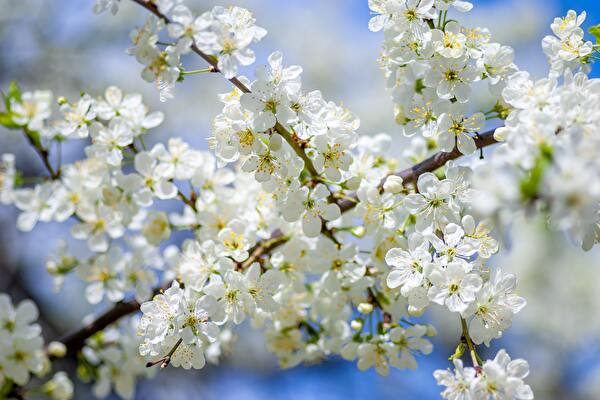 Frühling