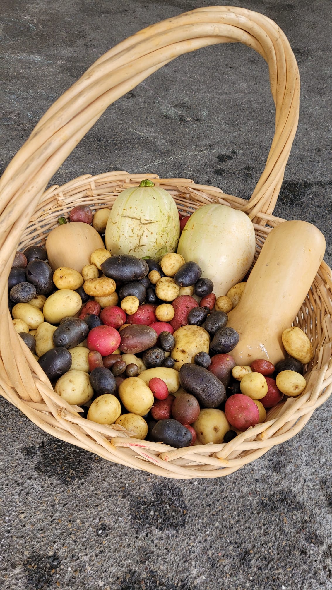Kartoffelfest