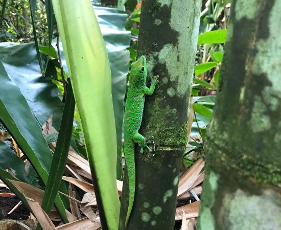 Besuch im Masoala Wald