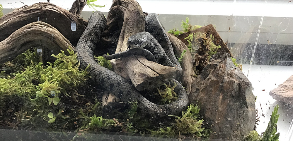 Schlangen zu Besuch