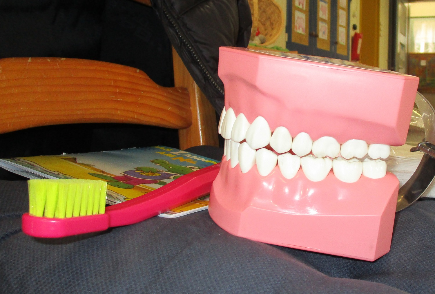 Zahnmodell für den Unterricht