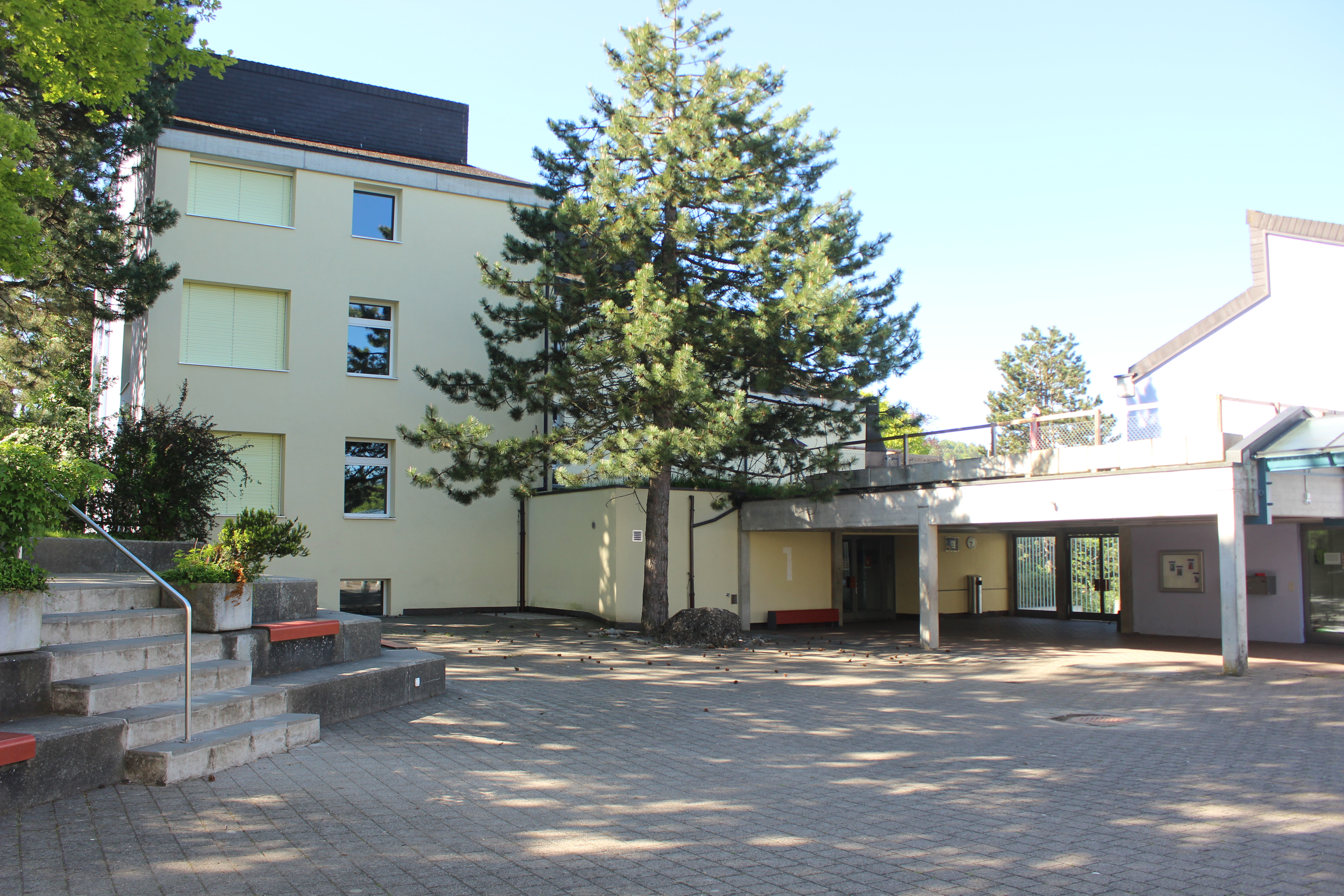 Schmitti 1