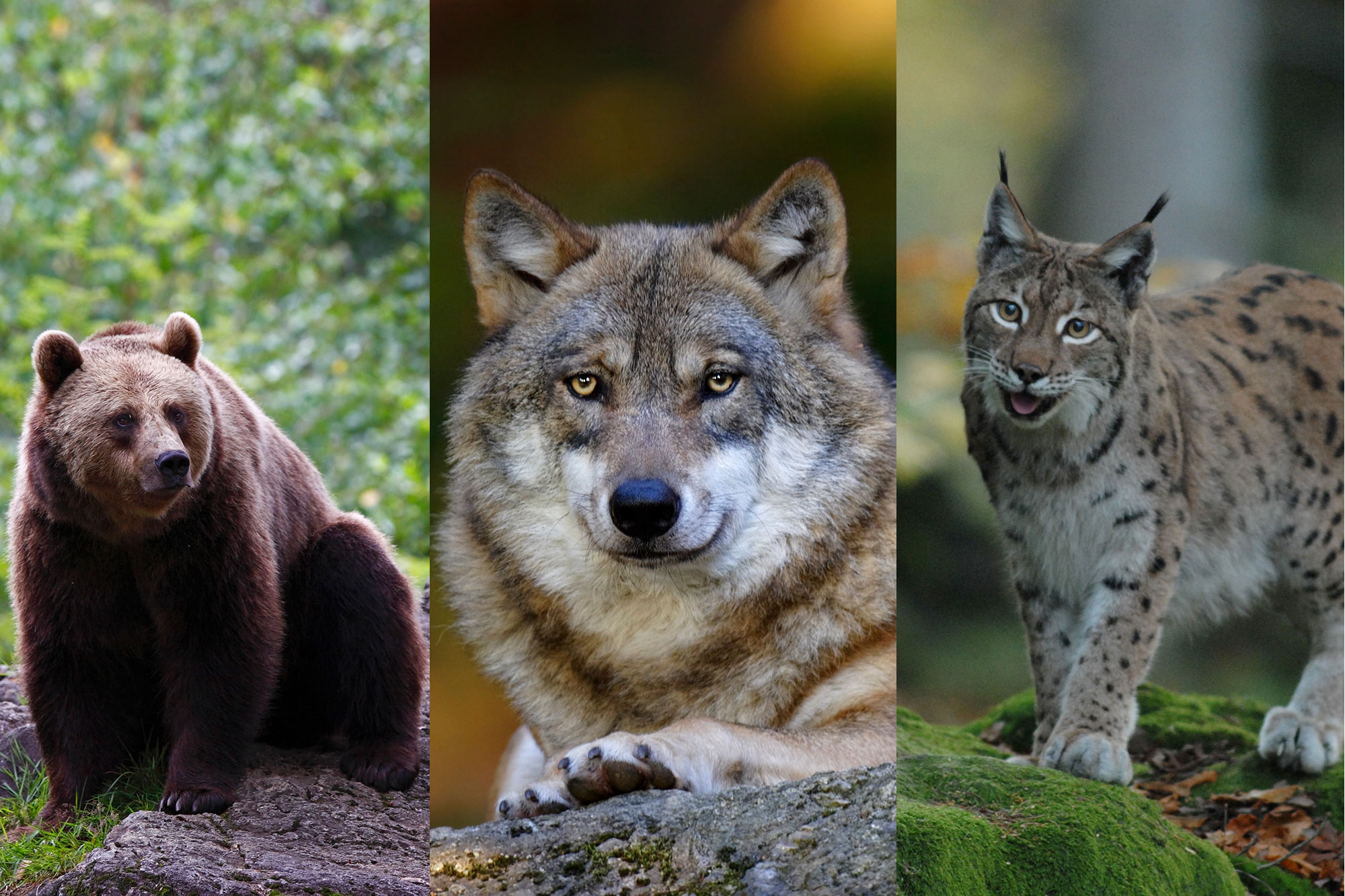 Bär, Wolf, Luchs