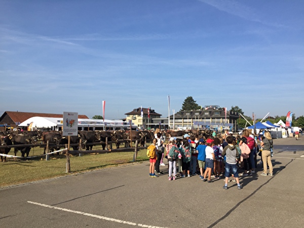 auf dem Stierenmarkt Areal
