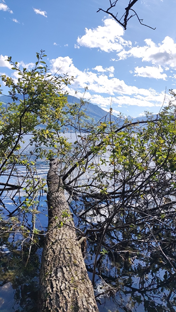 Blick durch umgefallenen Baum auf den Zugersee