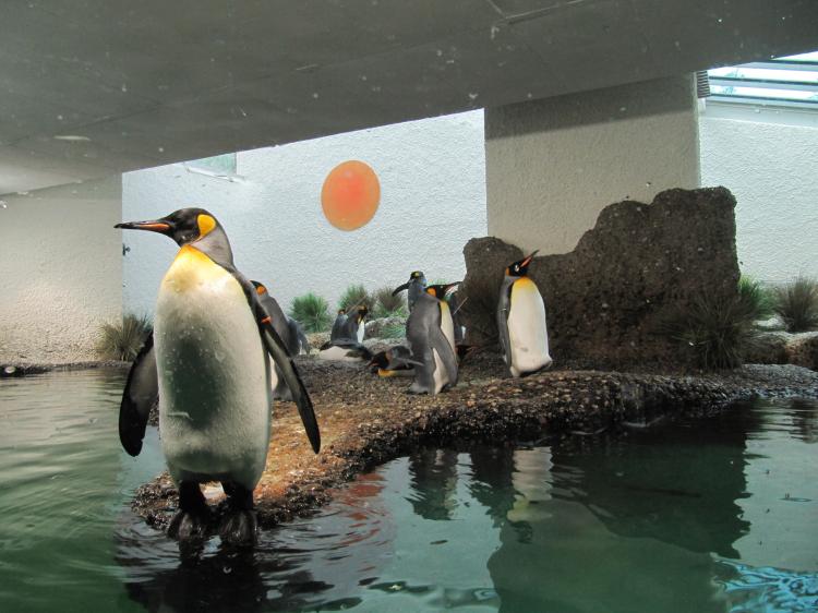 Die Pinguine sind gerade am Ausbrüten der Eier.
