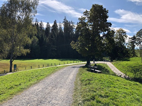 Wanderweg, grüne Bäume, Holz Bank, Natur Schutz Gebiet