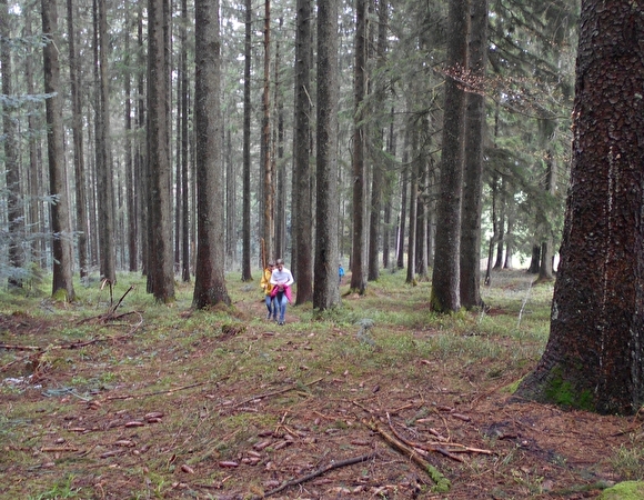 Gottschalkenberg-Wald
