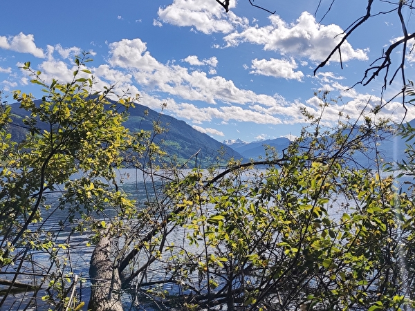 Blick durch umgefallenen Baum auf den Zugersee