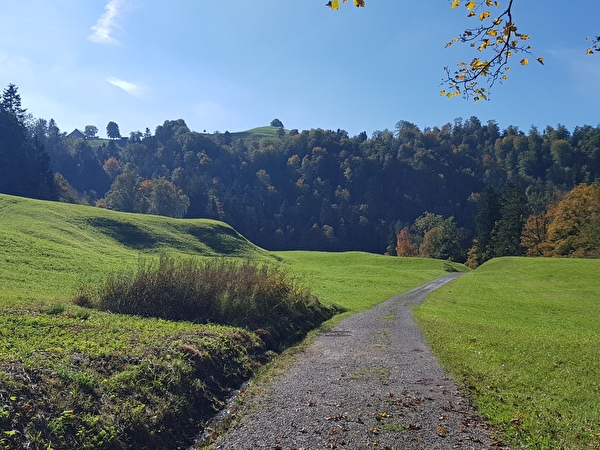 grüne Wiese mit Aussicht in Wald