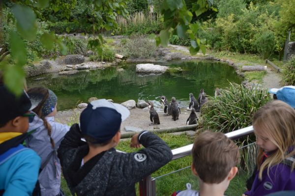 Ausflug in Zoo Zürich zu den Pinguinen