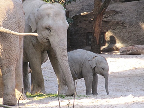 Elefanten im Zoo
