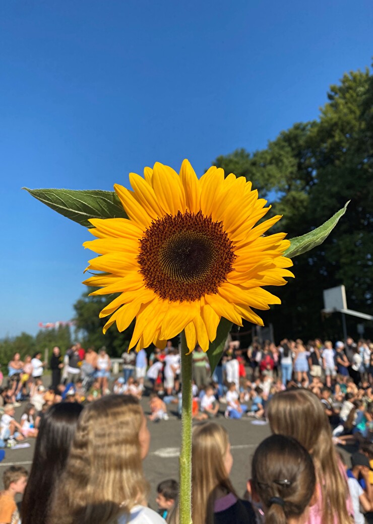 Jede Lehrperson erhielt eine Sonnenblume als Zeichen der Anerkennung. (Bild Schule Kloten, RM)