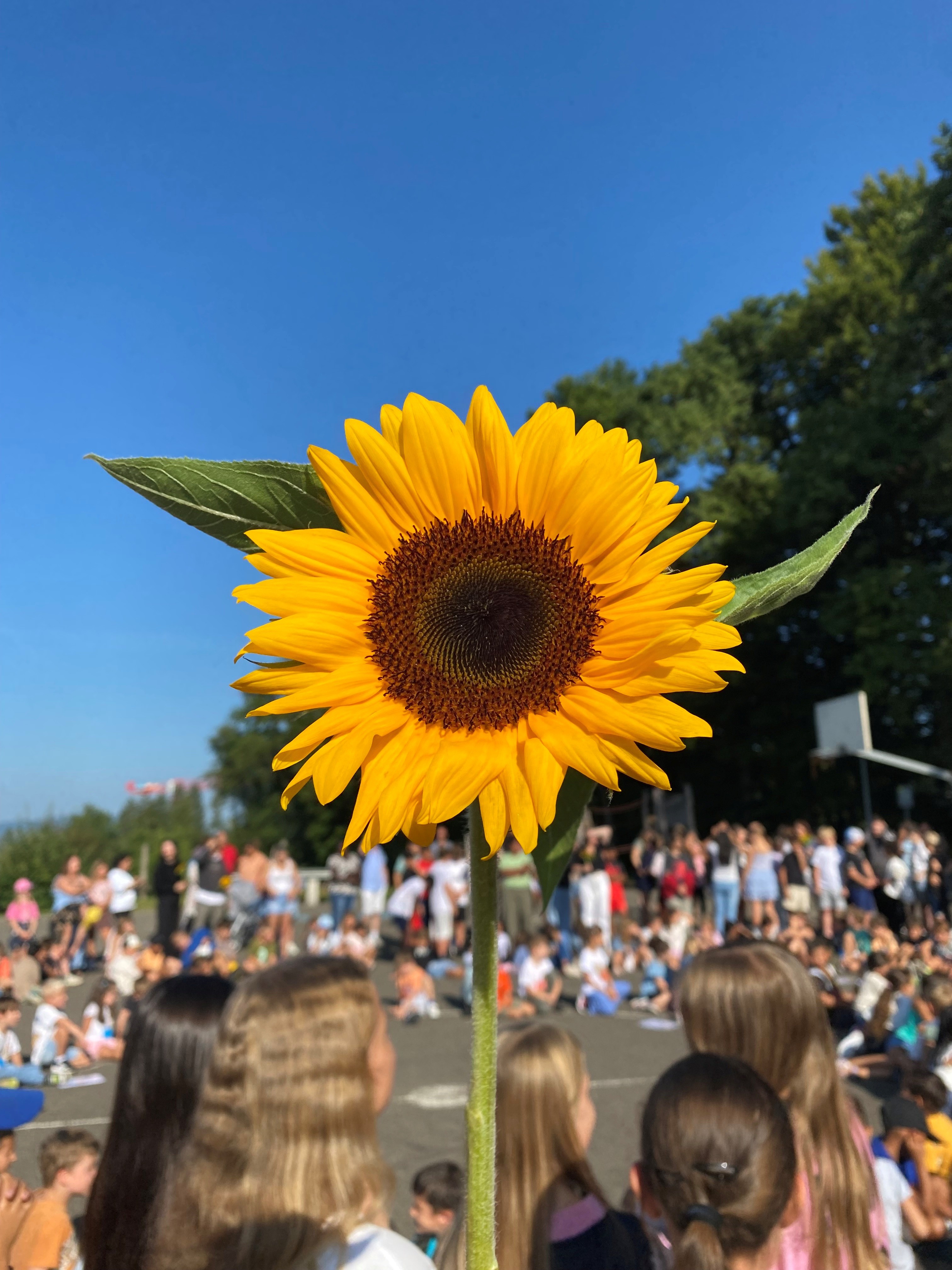 Jede Lehrperson erhielt eine Sonnenblume als Zeichen der Anerkennung.
