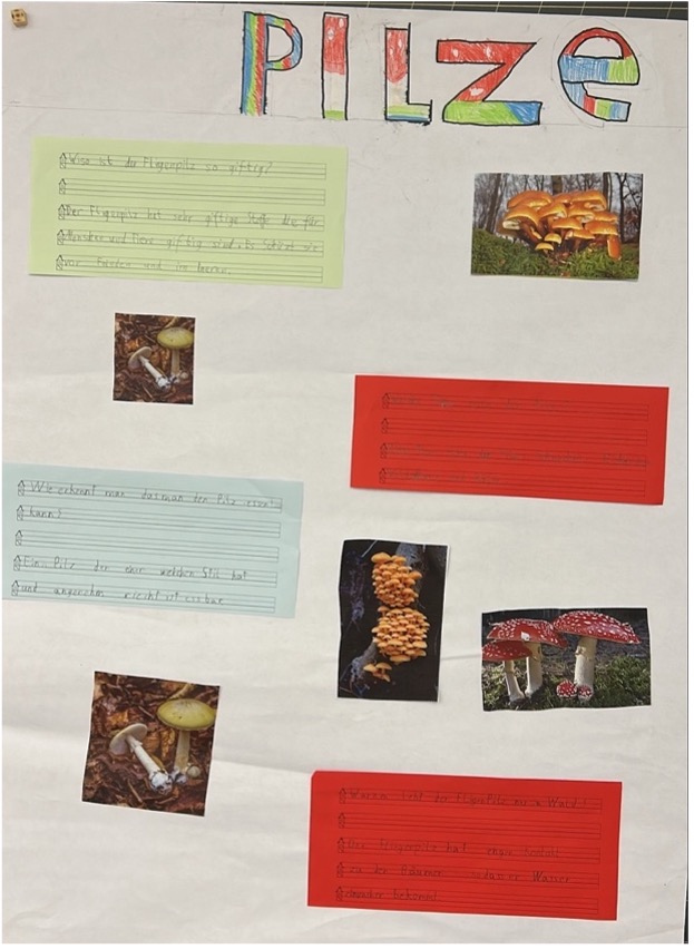Projektarbeit Pilze