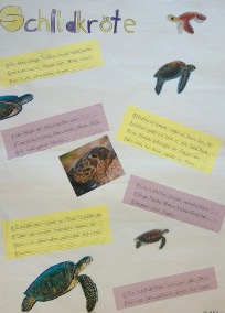 Projektarbeit Schildkröte