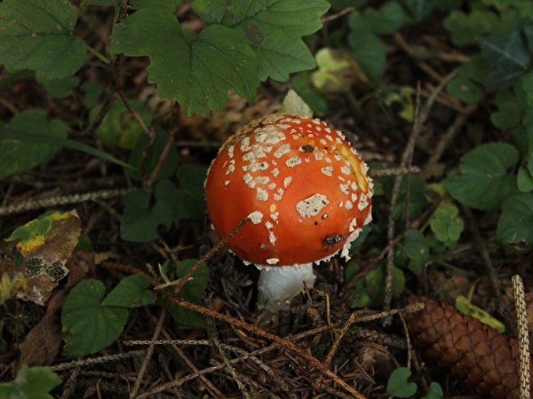 Herbstwanderung 2019