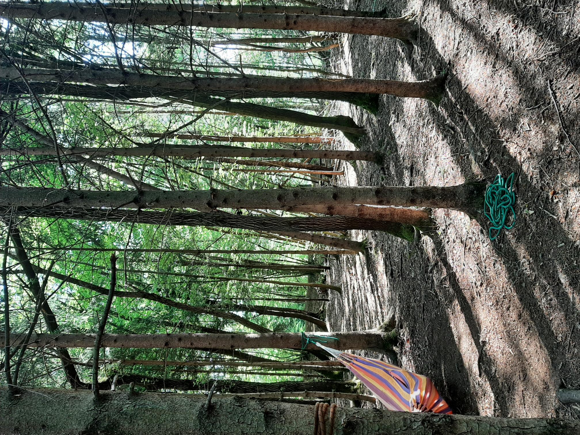 Wald