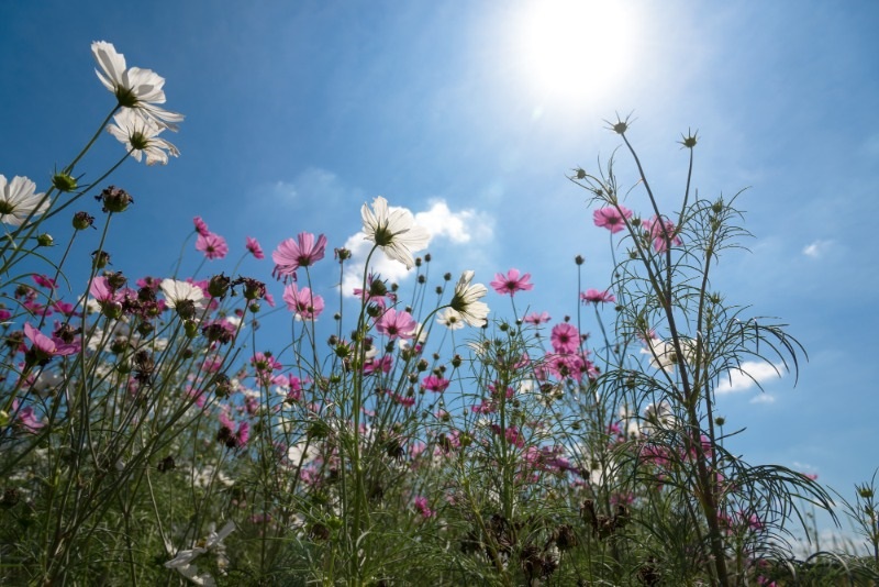 Natur