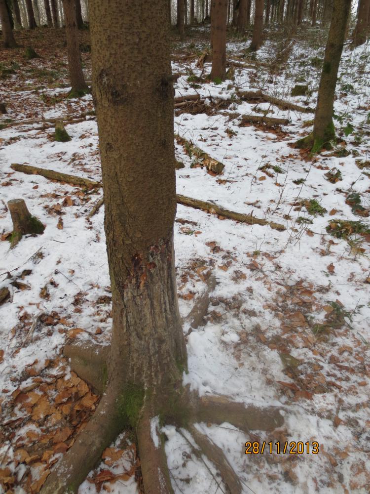 An diesem Baum reiben sich die Wildschweine, nachdem sie im Dreck gesuhlt haben.