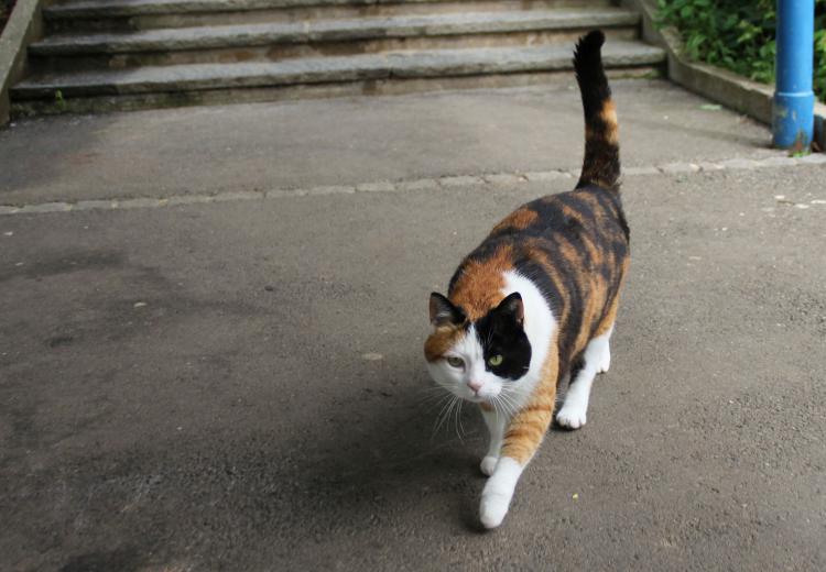 Die 'Schulhaus-Katze' machte auch mit am Bewegungstag.