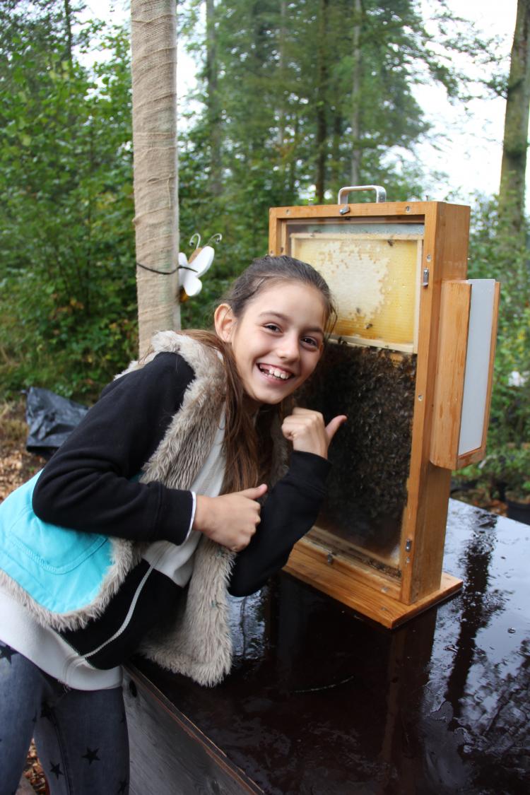 Und die echten Bienen hinter einer Glasscheibe beobachten.