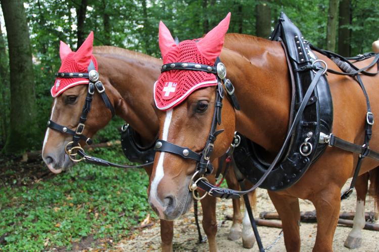 Die Pferde waren begierig darauf, die Bäume aus dem Unterholz herausziehen zu dürfen.