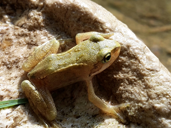 Frosch auf Stein