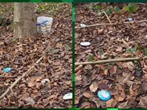 Spiele im Wald