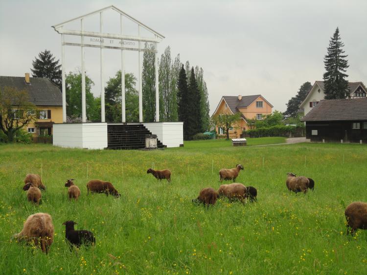 Römische Schafe?