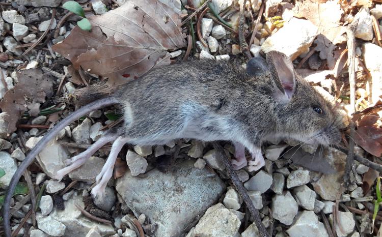 Diese Waldmaus springt leider nicht mehr weit... 
... und wurde von den Kindern beerdigt.