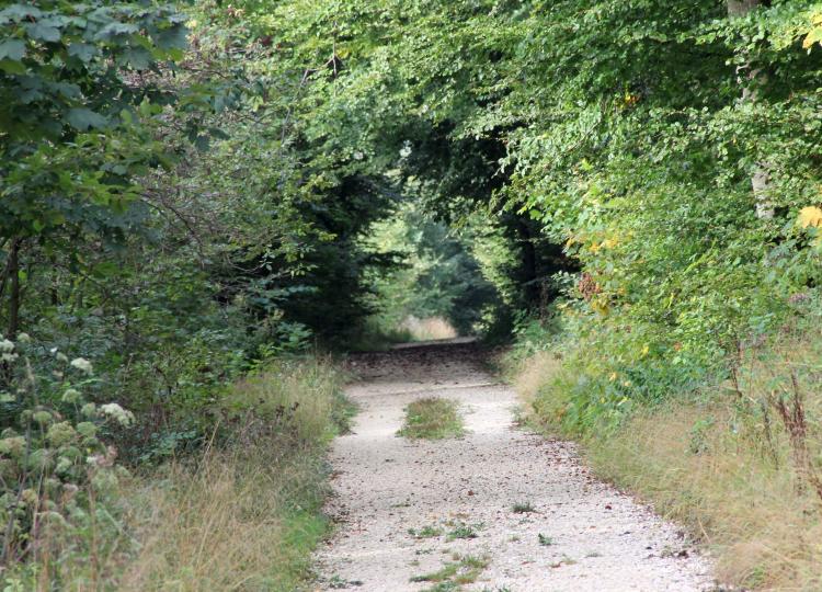 Durch den Waldtunnel ging es auch.