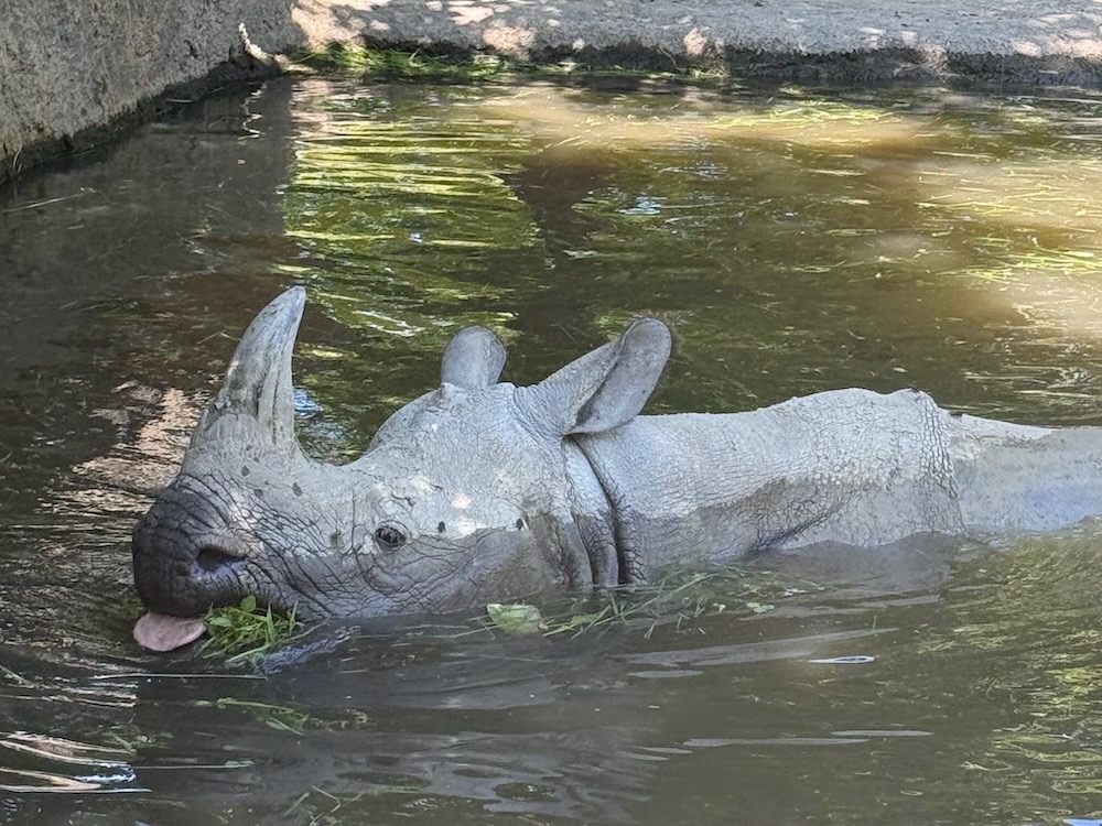 Im Tiergarten Schönbrunn