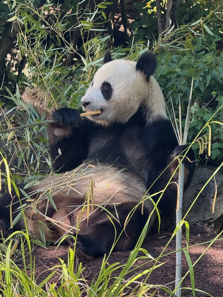 Grosser Panda