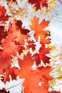 Herbst