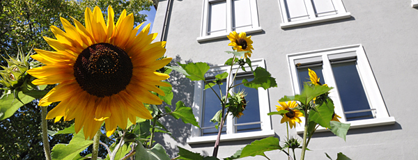 Sonnenblumen, Maskottchen der Schule Masans