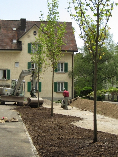 Neue Anlage hinter dem Neubau - Baumallee