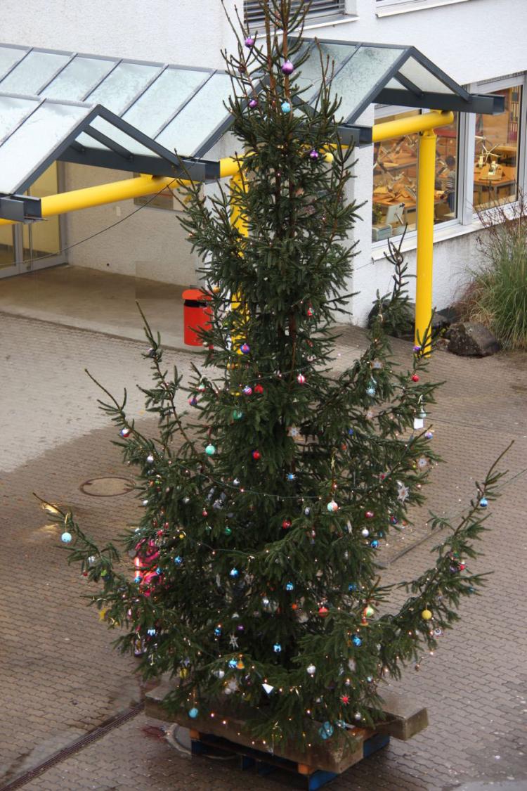 Rossacker - Weihnachtstanne