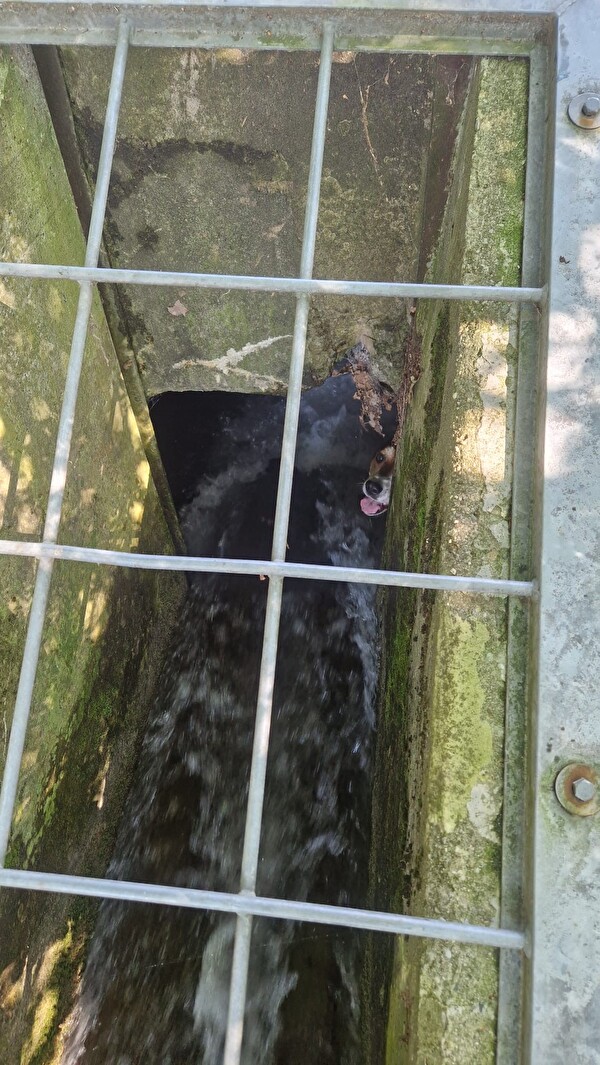 Hund gerettet