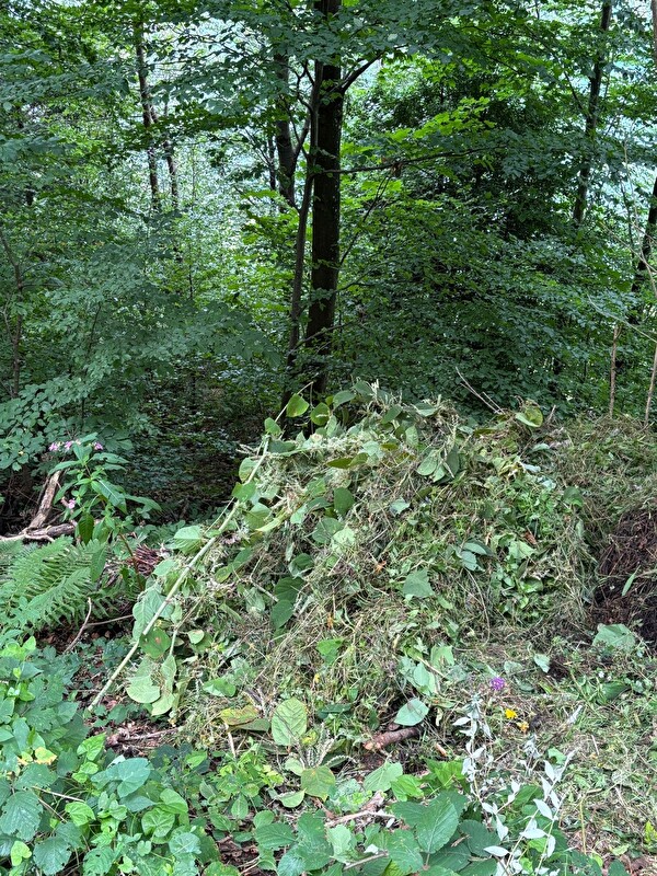 Illegale Deponie von Gartenabfällen und Neophyten