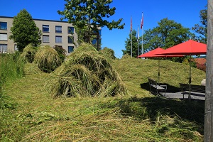Wiesen