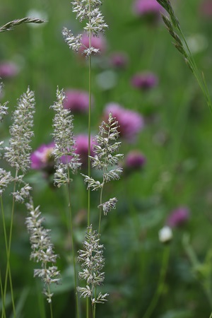 Wiesen