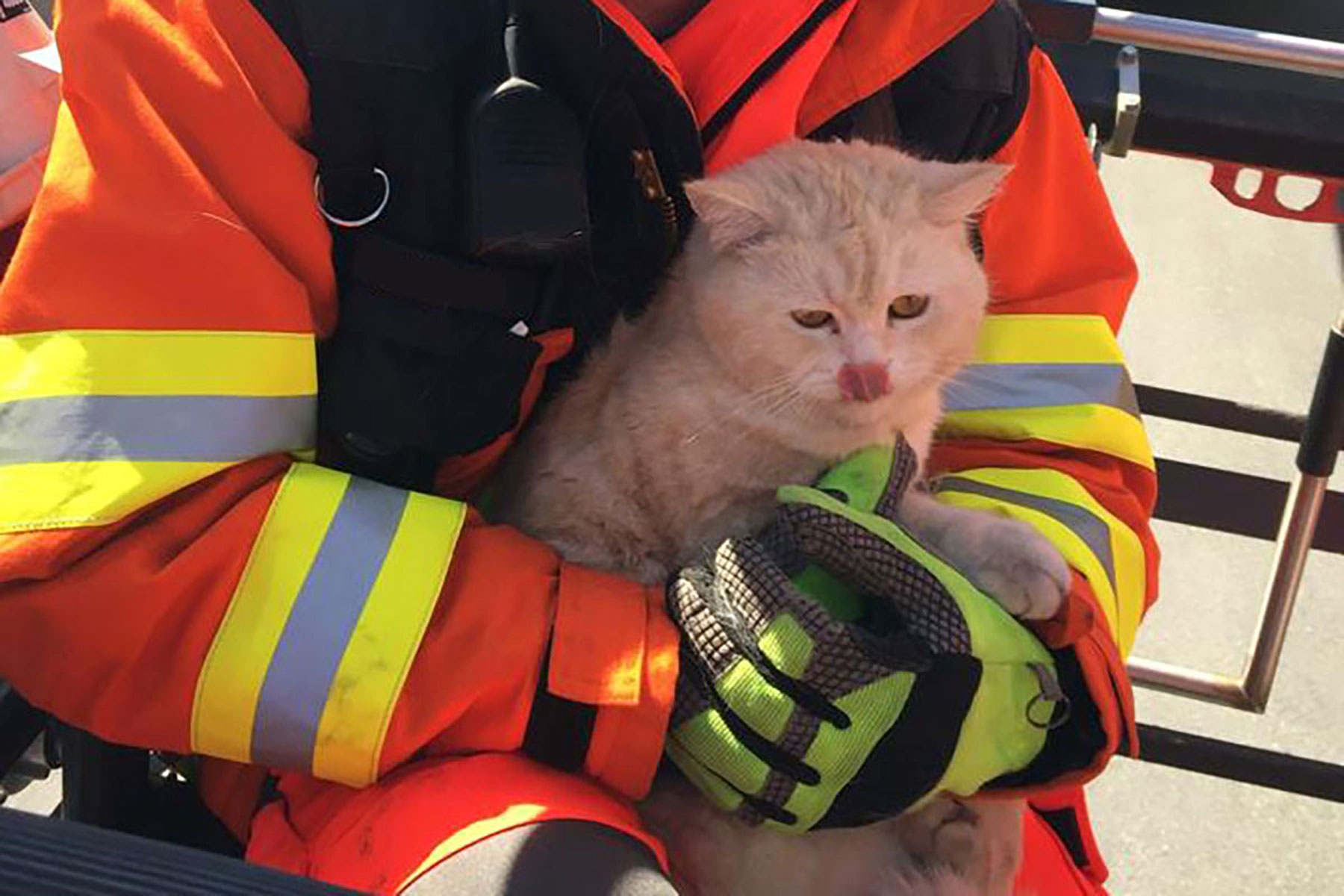 Der Hergiswiler Kater Louis hat sich in einer Lärmschutzwand der Autobahn verstiegen und muss mit der Autodrehleiter gerettet werden.