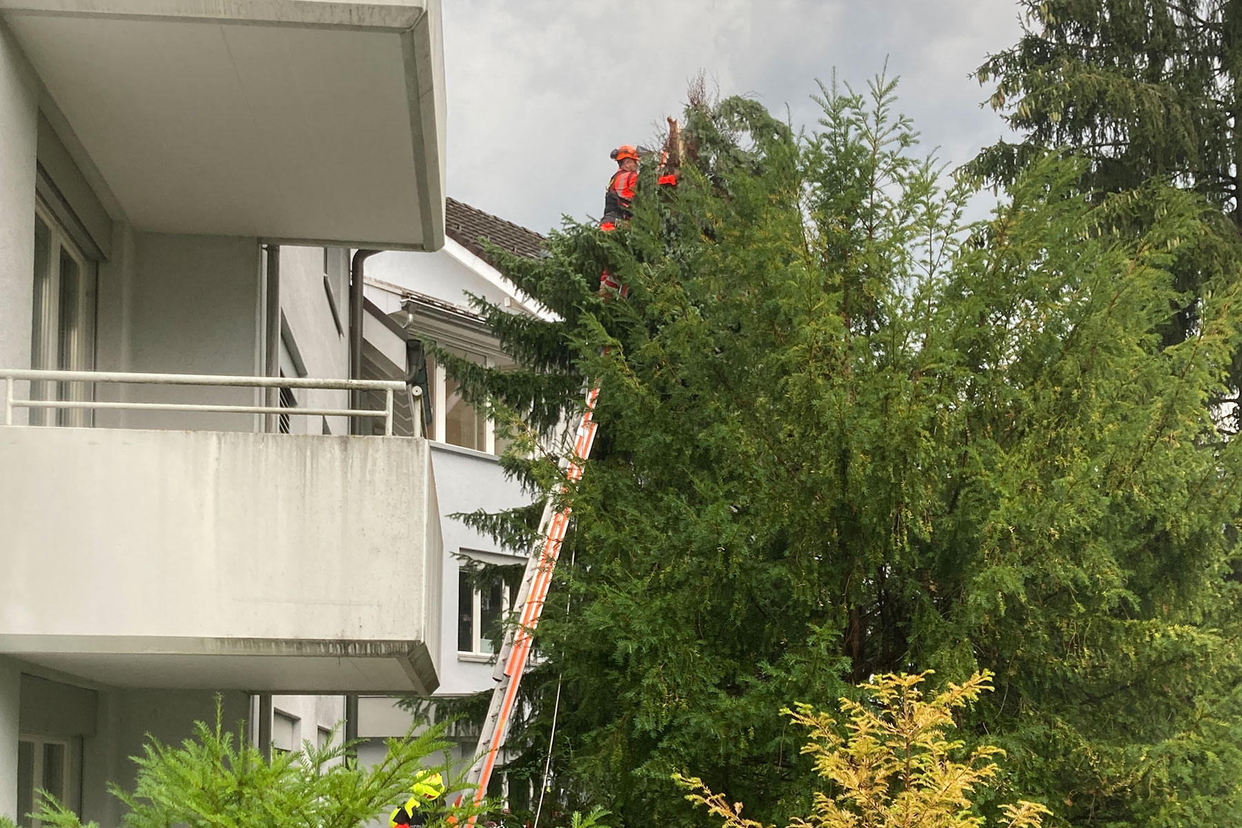 Der Sturm hat einen Baum geknickt.