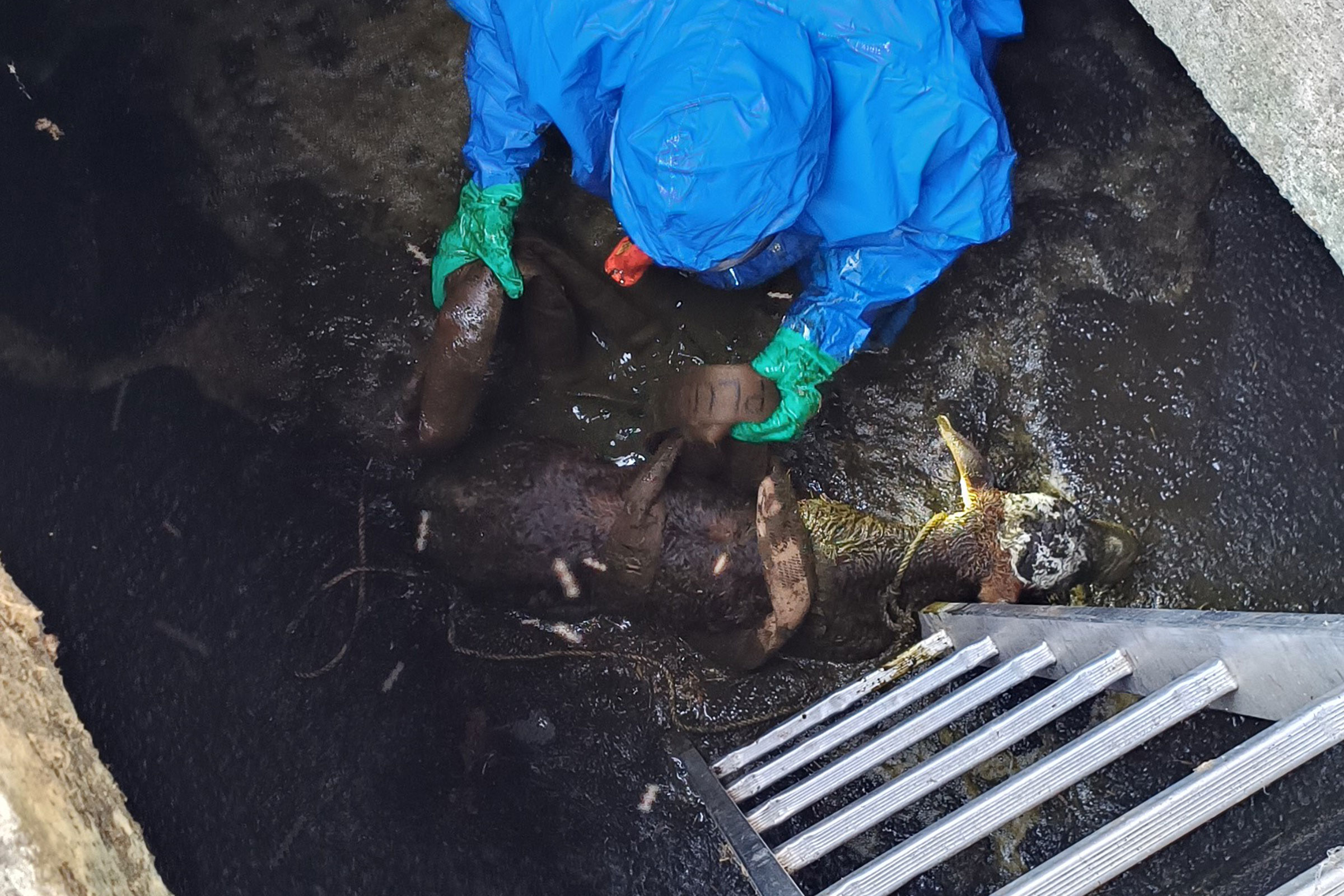 Mit Schutzausrüstung steigt ein Feuerwehrmann in einen Güllenkasten, um ein verunfalltes Kalb zu retten.