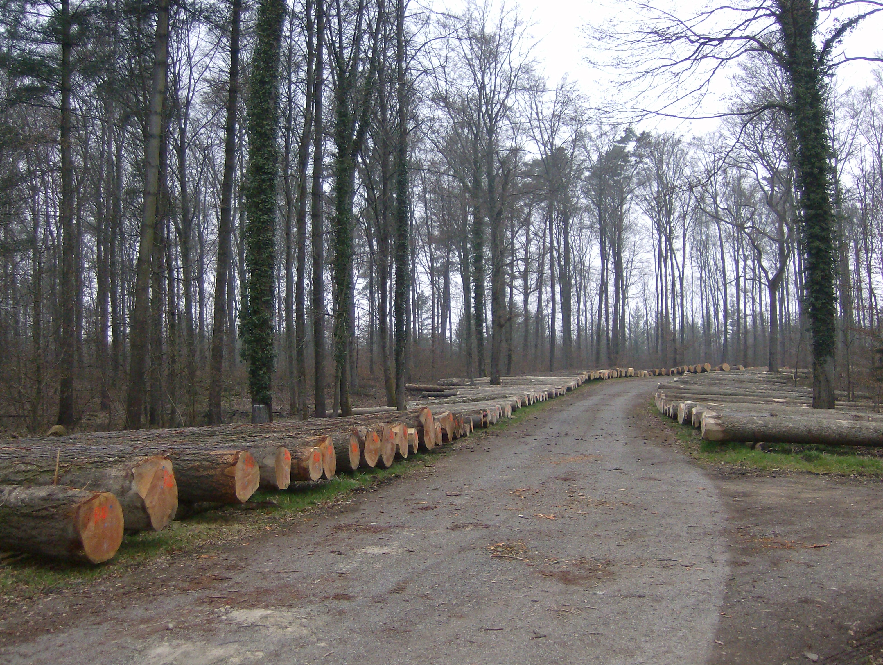 Holzverkaufsplatz
