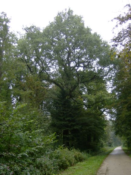 Alte Eiche