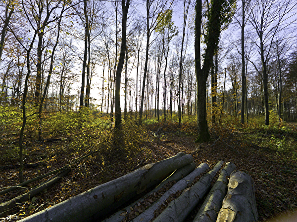 Naturnaher Waldgürtel Pfärrich